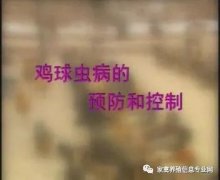 夏季球蟲到底該怎么預防治療？都在這里！